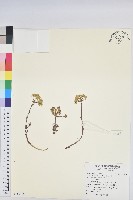 藏品(高山大戟)的圖片