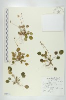 藏品(裂緣花)的圖片