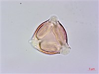 藏品(高梁泡)的圖片