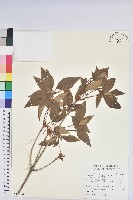 藏品(守城滿山紅、馬禮士杜鵑)的圖片