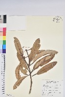 藏品(臺灣杜鵑)的圖片