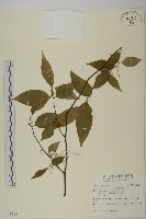 藏品(佩羅特木)的圖片