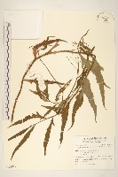 藏品(黃菀)的圖片