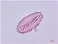 藏品(萎蕤)的圖片