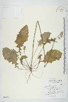 藏品(黃鵪菜)的圖片