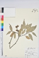 藏品(長尾栲、長尾柯、長尾尖葉櫧)的圖片