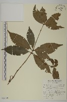 藏品(草珊瑚、紅果金粟蘭)的圖片