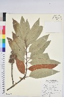 藏品(火燒柯、栲樹)的圖片