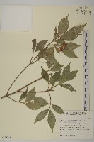 藏品(大丁黃)的圖片