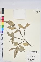 藏品(烏來柯、楒、淋漓)的圖片