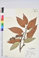 藏品(刺栲、鉤栗、火燒柯)的圖片