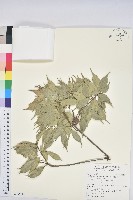 藏品(油葉石櫟)的圖片