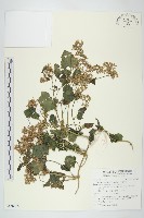 藏品(山豬枷)的圖片