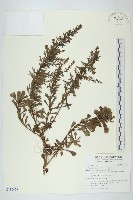 藏品(牡蒿)的圖片