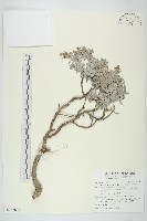 藏品(蘄艾、芙蓉菊)的圖片