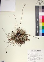 藏品(乾溝飄拂草)的圖片