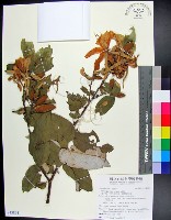 藏品(翅子樹、裡白翅子樹、臺灣翅子樹)的圖片