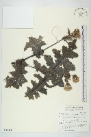 藏品(南國小薊)的圖片