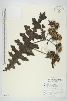 藏品(白花小薊)的圖片