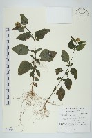 藏品(霍香薊)的圖片