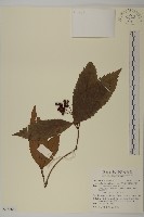 藏品(草珊瑚、紅果金粟蘭)的圖片