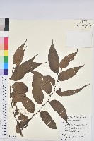 藏品(披針葉饅頭果)的圖片