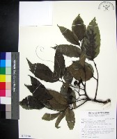 藏品(菲律賓火筒樹)的圖片