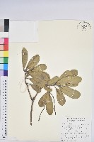 藏品(蘭嶼土沉香)的圖片