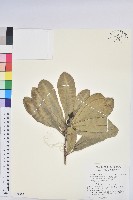 藏品(蘭嶼土沉香)的圖片