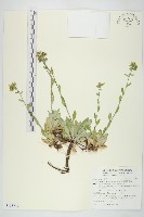 藏品(臺灣假黃鵪菜)的圖片