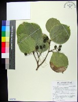 藏品(菲律賓朴樹)的圖片