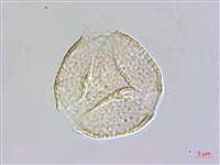 藏品(蘭嶼厚殼樹)的圖片