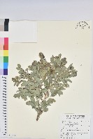 藏品(紅仔珠)的圖片