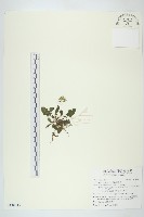 藏品(黃鵪菜)的圖片