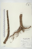 藏品(走馬胎)的圖片