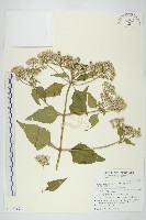 藏品(香澤蘭、飛機草)的圖片