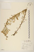 藏品(加拿大蓬)的圖片