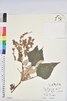 藏品(白匏子)的圖片