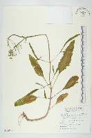 藏品(倒吊蓮、匙葉燈籠草)的圖片