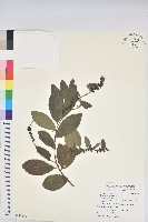 藏品(土密樹)的圖片