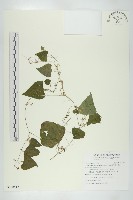 藏品(黑果馬交兒)的圖片