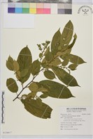 藏品(桶鉤藤)的圖片