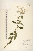 藏品(一枝香)的圖片