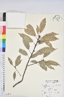 藏品(青剛櫟、鐵椆)的圖片