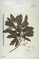 藏品(奧氏虎皮楠)的圖片