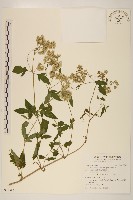 藏品(臺灣澤蘭)的圖片