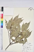 藏品(青剛櫟、鐵椆)的圖片