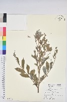 藏品(細葉饅頭果)的圖片