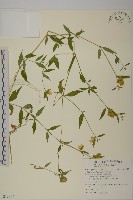 藏品(狗筋蔓)的圖片