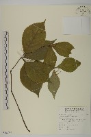 藏品(臺灣及己)的圖片